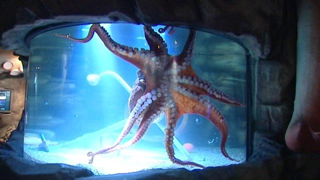 Sea Life Center in Blankenberge krijgt grootste octopus ter wereld op bezoek