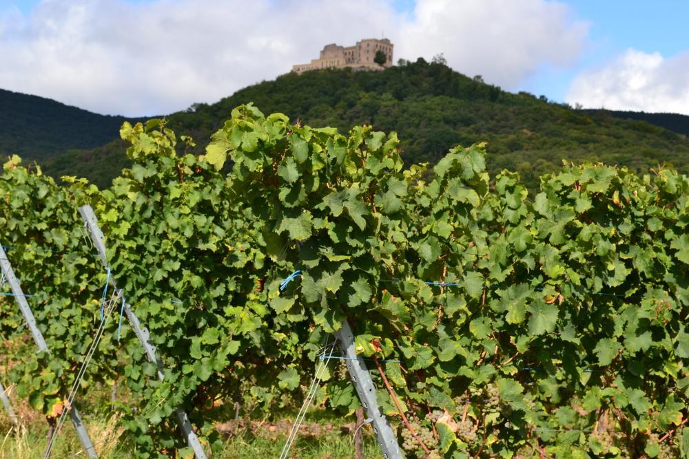 Genieten van groen en wijn in de Pfalz