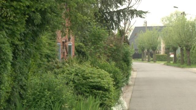 7 bomen in tuin in Zedelgem door onbekenden omgezaagd
