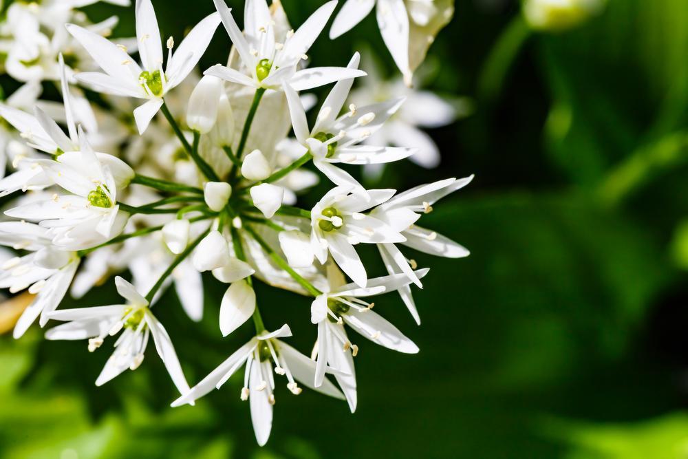 Minder werken, meer genieten, met onze tuinman Angelo Dorny