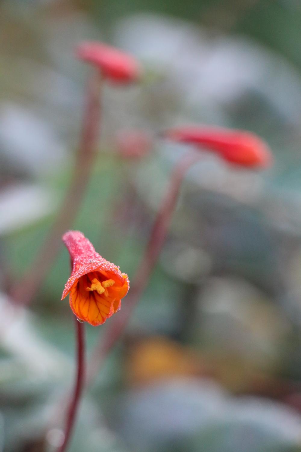 Minder werken, meer genieten, met onze tuinman Angelo Dorny