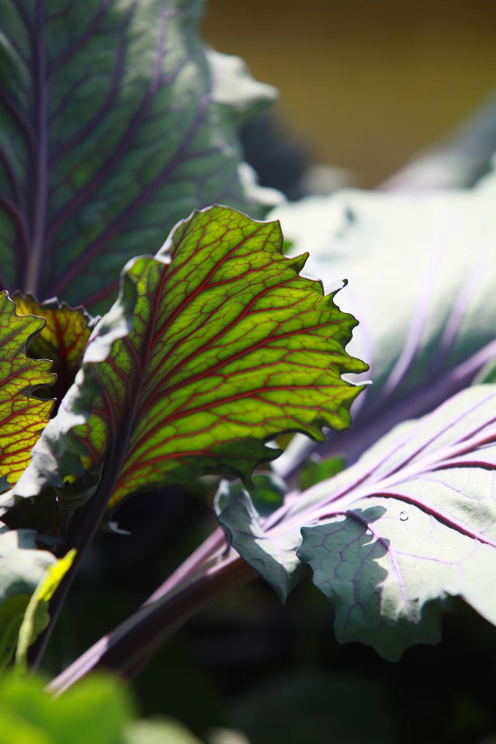 Minder werken, meer genieten, met onze tuinman Angelo Dorny