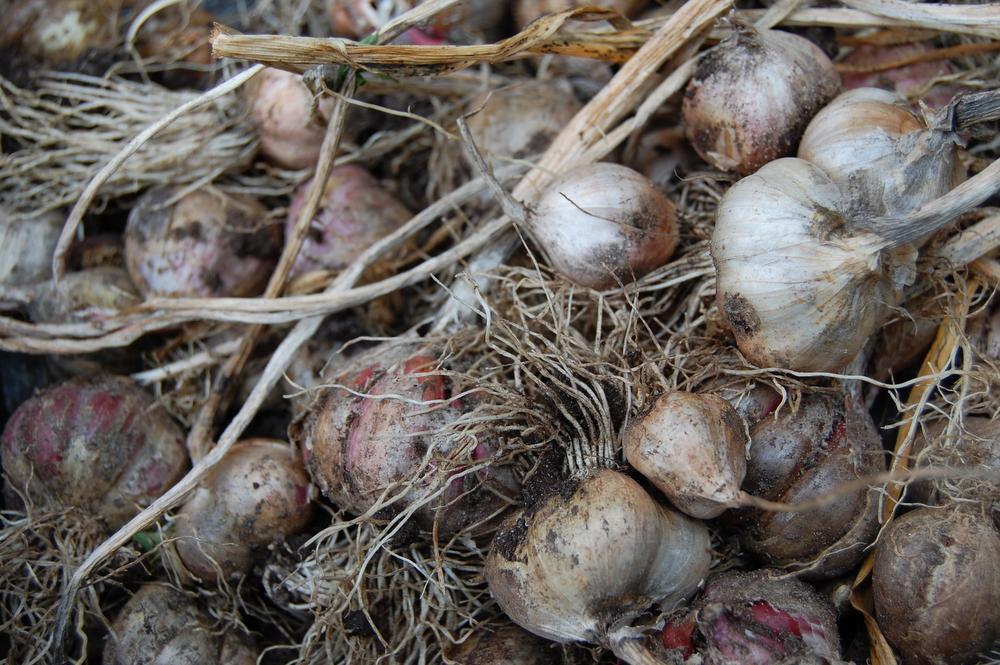 Minder werken, meer genieten, met onze tuinman Angelo Dorny