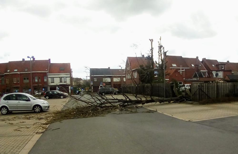 In Roeselare waaide een boom om op de parking van het AZ Delta ziekenhuis.