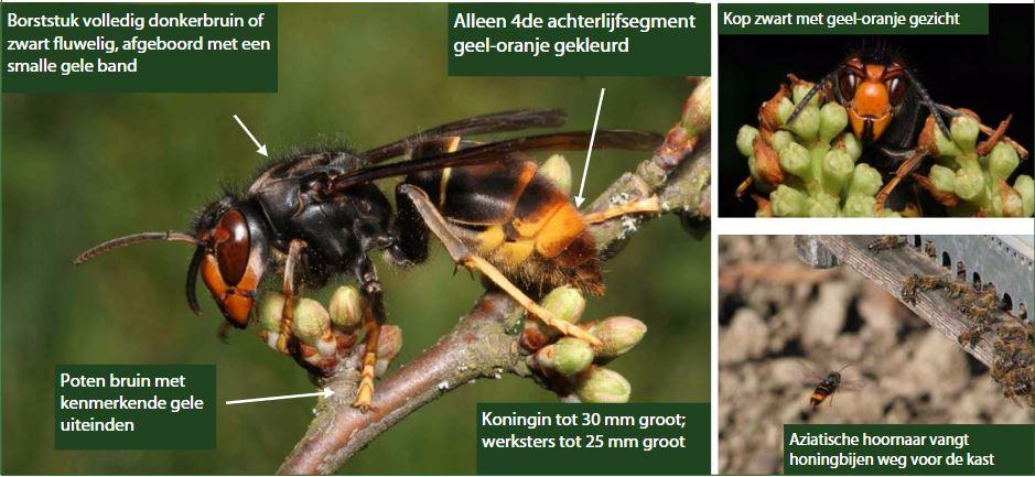 De Aziatische hoornaar is herkenbaar aan zijn gele 'schenen'. (Bron: waarnemingen.be)