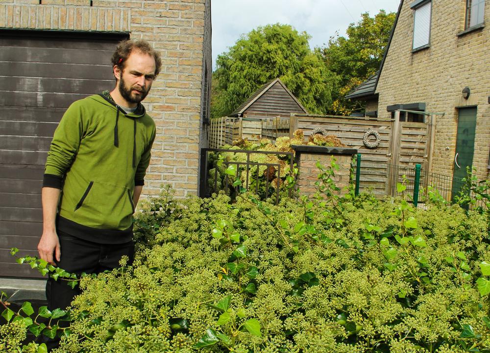 'Monsterwesp' voor het eerst gespot in West-Vlaanderen, zoektocht naar nest in Wevelgem en Menen