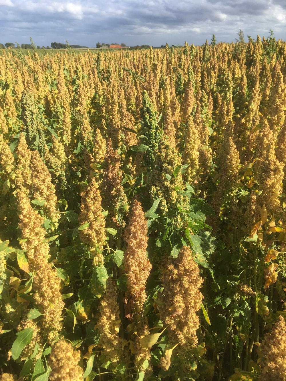 De quinoa in volle groei, nog voor de oogst.