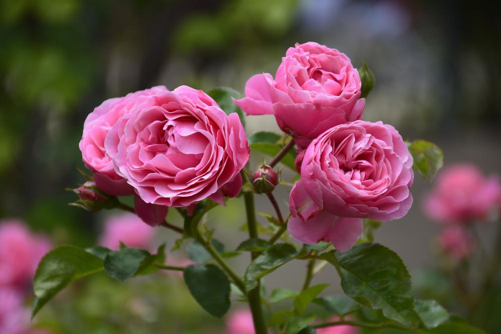Het geheim van de mooie roos