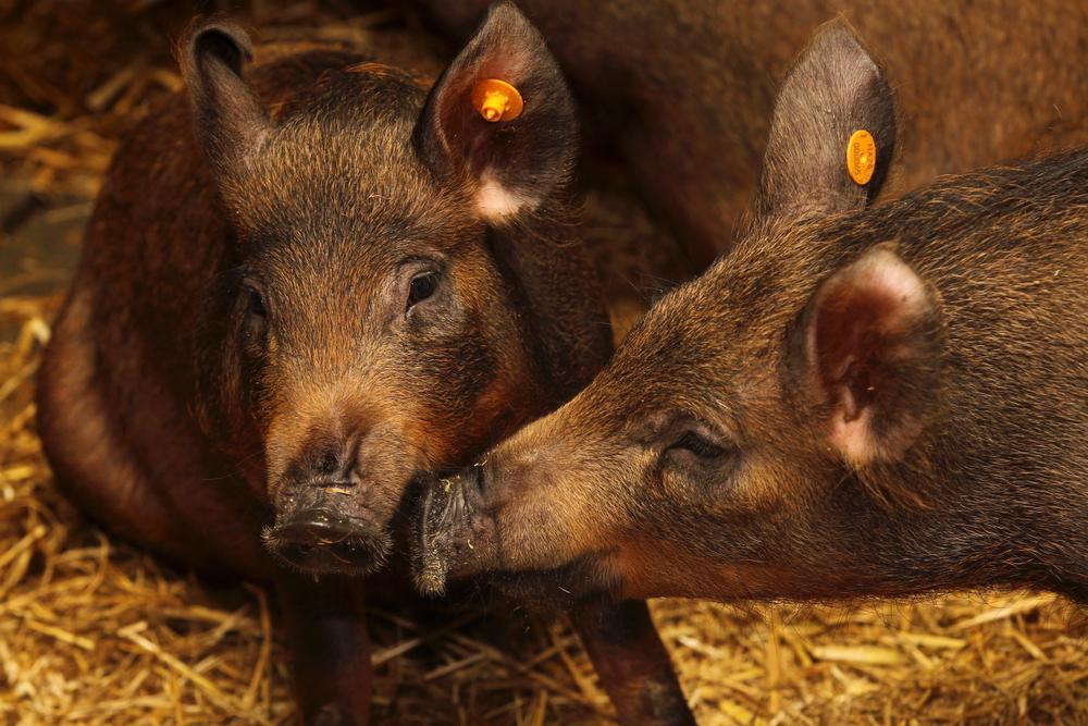 West-Vlaams varken is terug