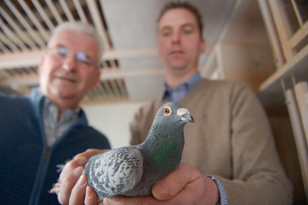 West-Vlaamse topduif op weg om duurste duif ooit te worden: nu al bod van 400.000 euro