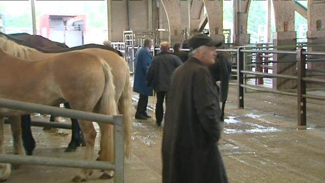 Ook paardenmarkt in Menen