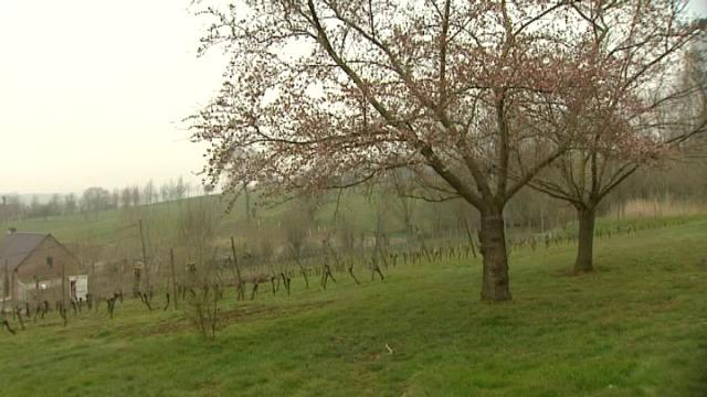 Wijnbouwers uit Heuvelland relativeren Amerikaanse studie
