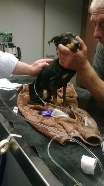 Verwaarloosd hondje Milo overleden in asiel in Zwevegem