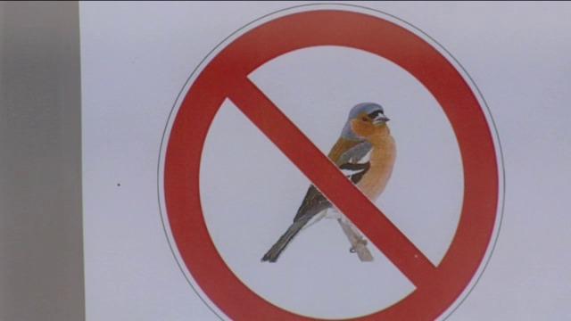 Boze buur in Veldegem speelt vogelgezang via luidsprekers uit wraak tegen vinkenzetters