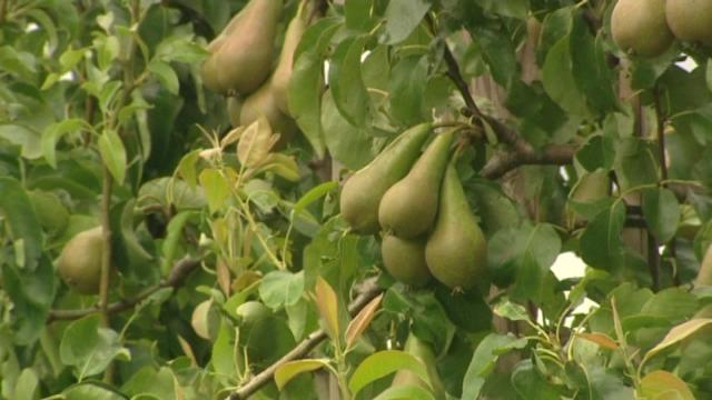 Appel- en perenkwekers stevenen af op minder goeie oogst