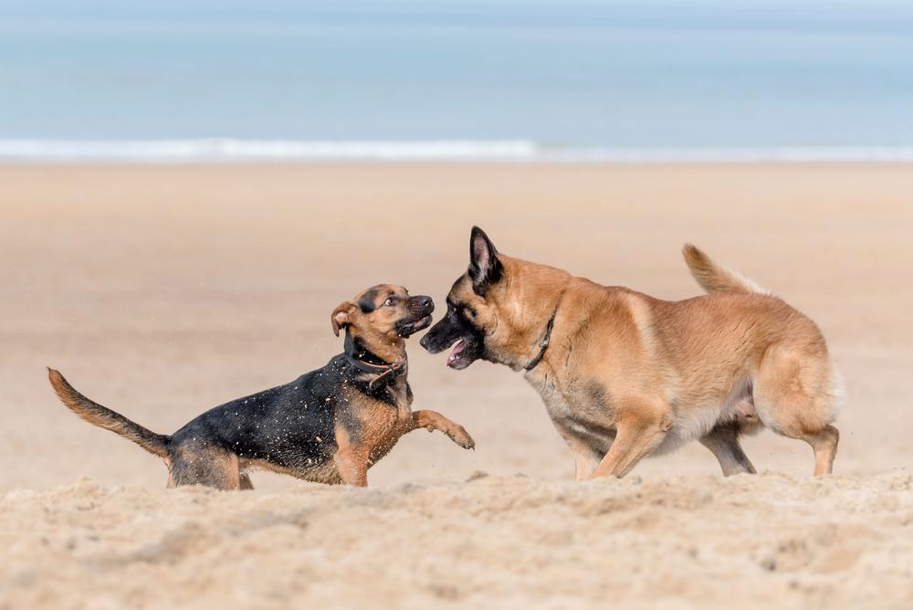 In Oostende mogen honden voortaan in bepaalde periodes vrijuit ravotten op het overgrote deel van het strand.