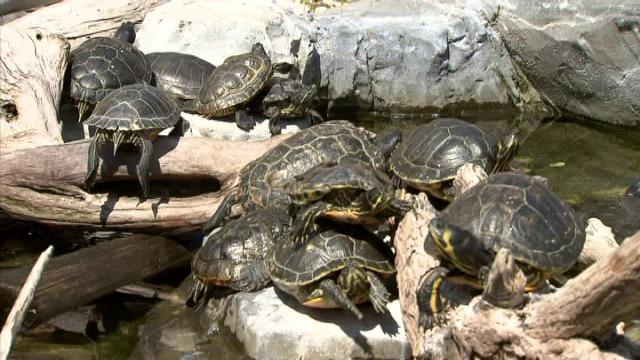 Sea Life Blankenberge stopt met de opvang van exotische schildpadden