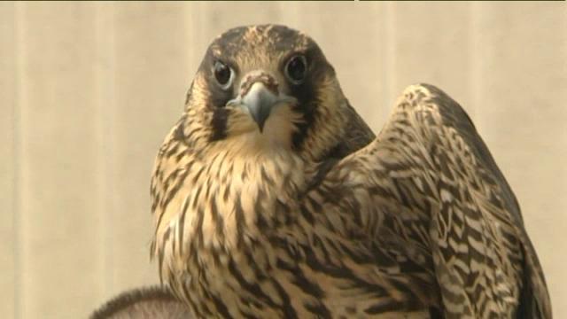 Vogelopvangcentrum Beernem geeft slechtvalk en kerkuilen weer de vrijheid