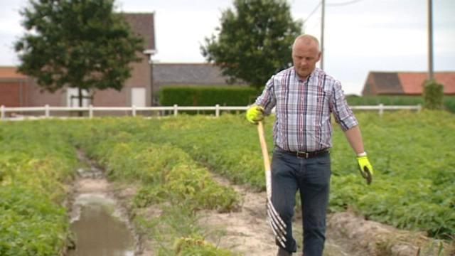 Geen goede vooruitzichten voor West-Vlaamse aardappeltelers