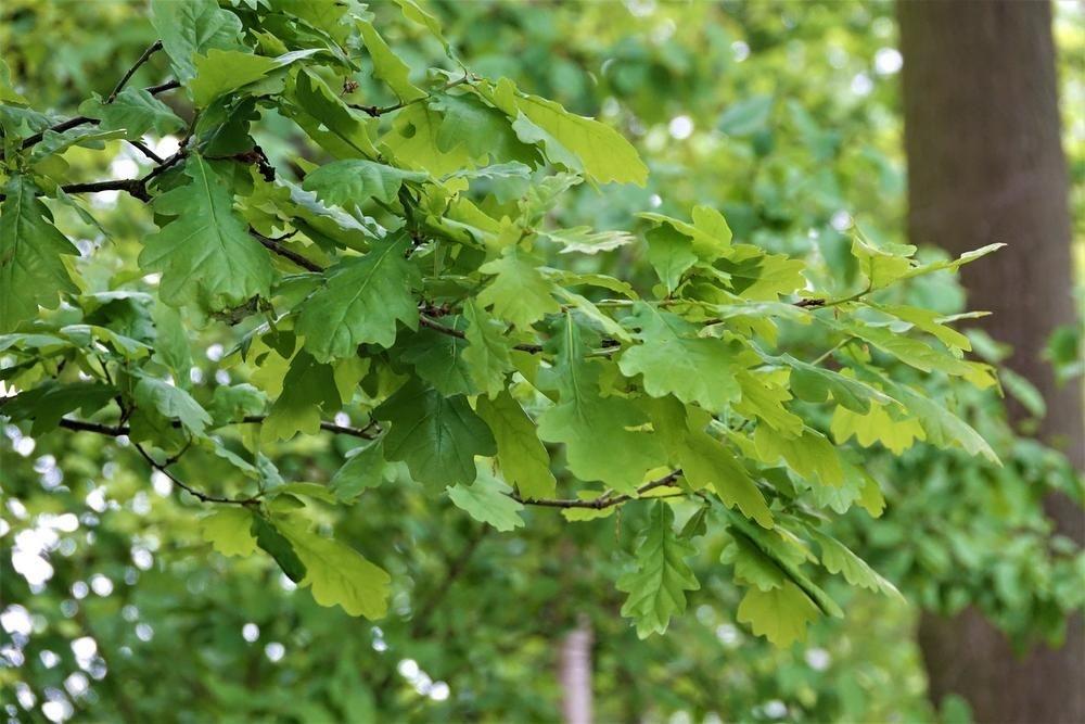 De bladeren van een 'gewone' zomereik: wie goed kijkt, zie het verschil met de Kortrijkse variant.