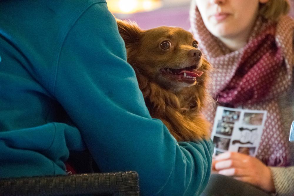 Date a Dog komt naar West-Vlaanderen: Op date om de liefde op vier poten te vinden