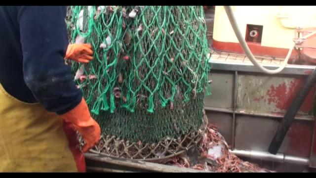 Vissers zetten weer in op langoustinevisserij