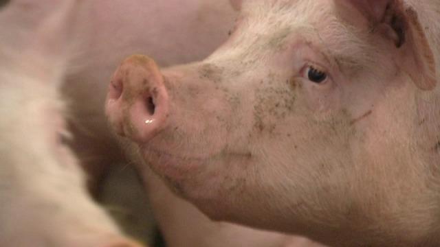 Veva geeft in Tielt varkenshouders tips om betere prijs te bekomen