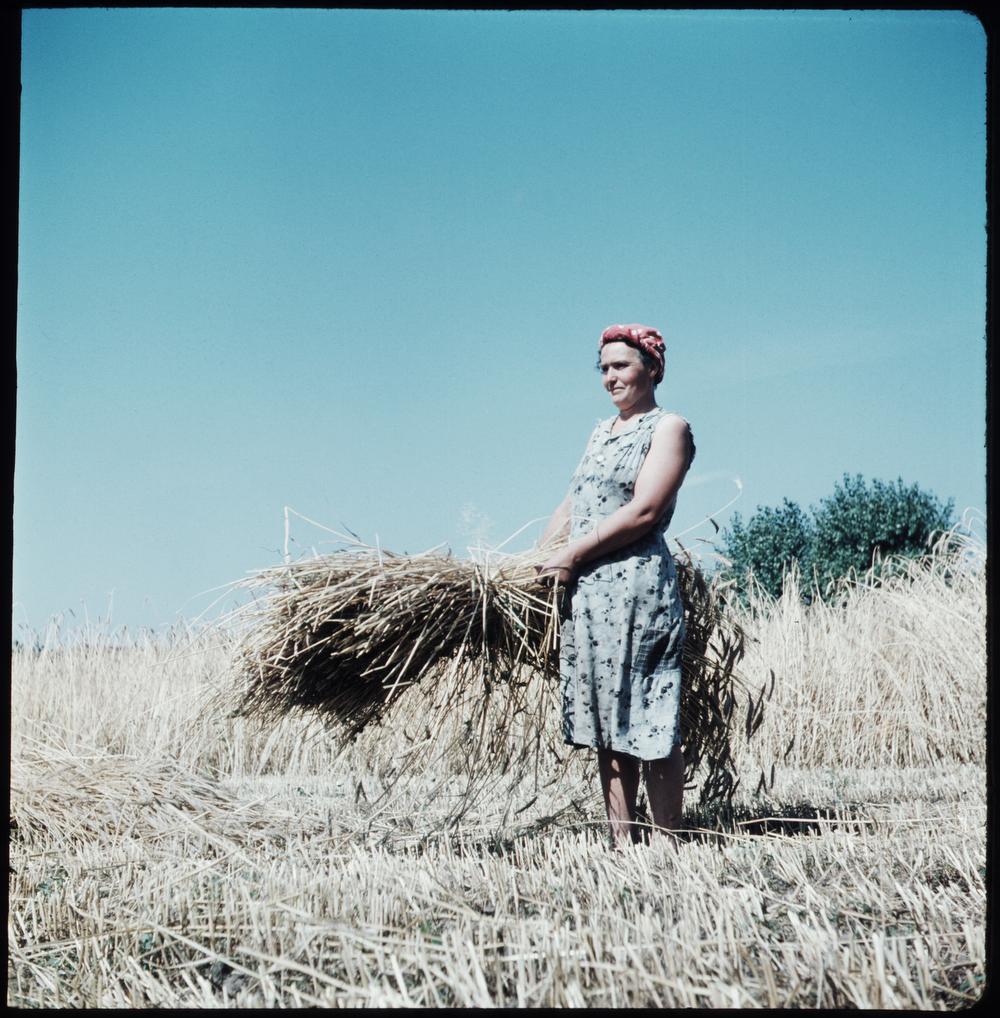 Baron Emmanuel Van der Elst laat deze Gistelse boerin even poseren tijdens de graanoogst. Na de Tweede Wereldoorlog schakelden ook de kleinste boeren over op de mechanische graanoogst.