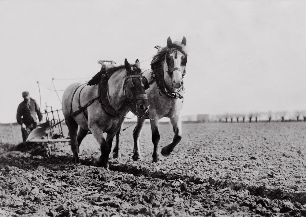 Boeren in West-Vlaanderen, de nostalgie voorbij