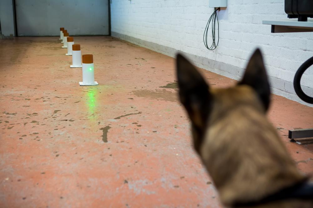 Een laser toont in welke richting de honden moeten zoeken. 