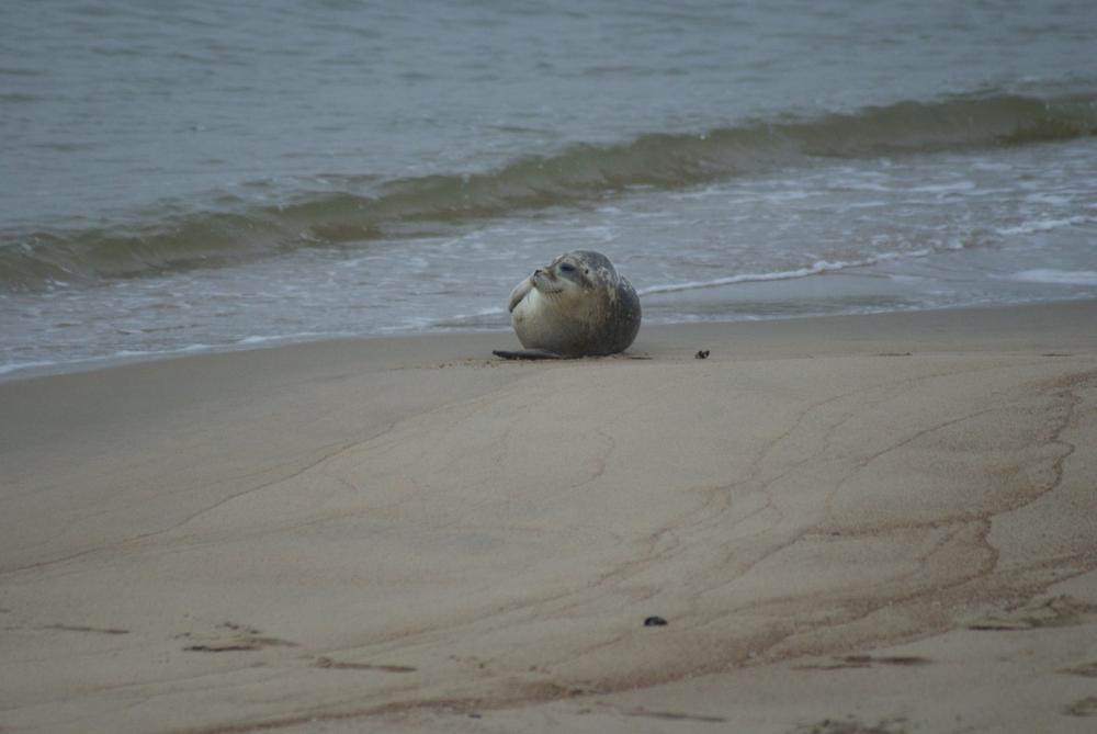 Zeehondenpup verkent het strand van Oostende