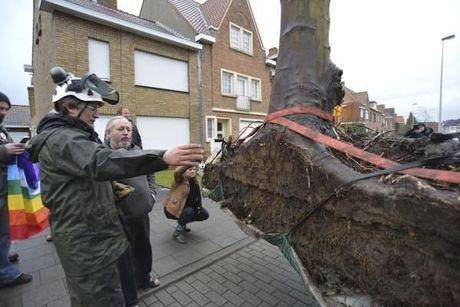 Vrijwilligers helpen mee om bomen naar nieuwe 'thuis' te brengen