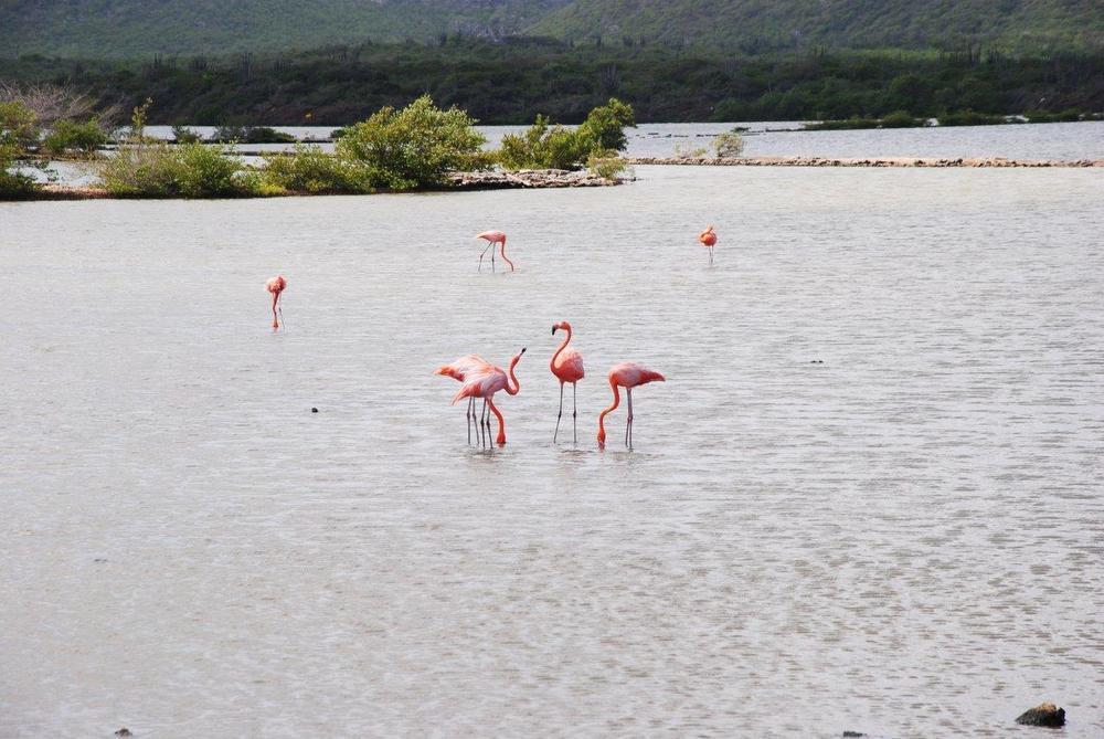 Flamingo's spotten kun je boven water, maar ook het onderwaterleven op Curaçao is fenomenaal.