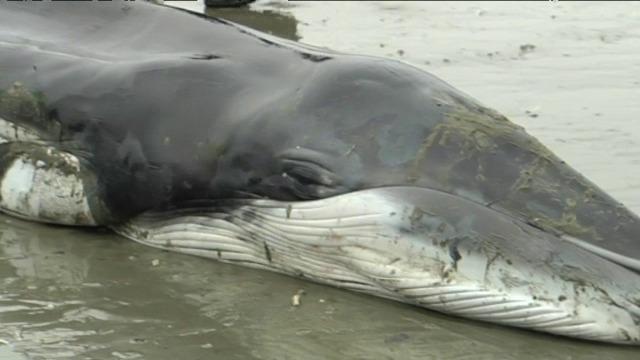 Dode dwergvinvis aangespoeld in Nieuwpoort
