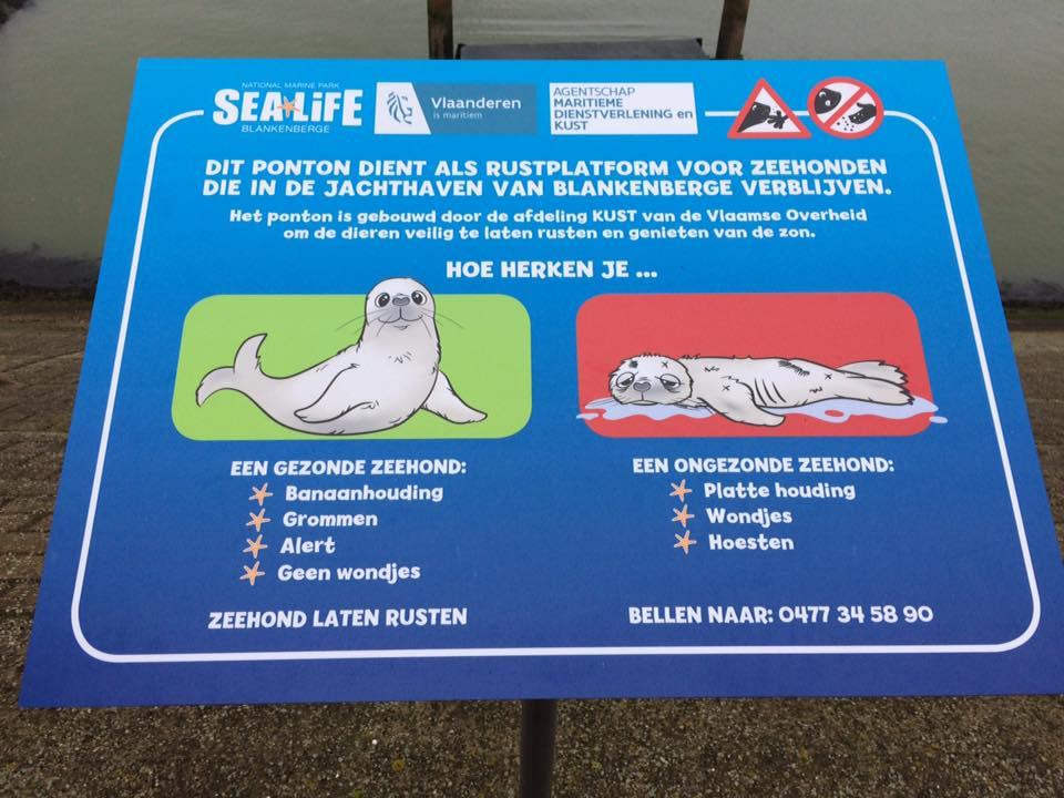 Ponton voor zeehonden officieel ingehuldigd in jachthaven van Blankenberge