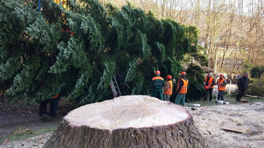 Firma uit Gullegem brengt 22 meter hoge kerstboom van Slovakije naar Brussel