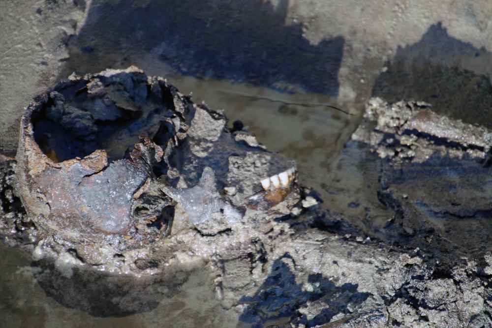 Eerste skeletten komen - opvallend intact - tevoorschijn bij opgravingen in Koksijde