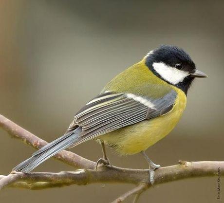 10 vogels om naar uit te kijken tijdens het vogeltelweekend