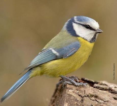 10 vogels om naar uit te kijken tijdens het vogeltelweekend