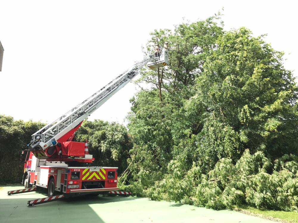 Ook in basisschool De Linde in de Brieversweg in Brugge dreigde een boom om te vallen. De brandweer kwam ter plaatse om de boom in te korten.