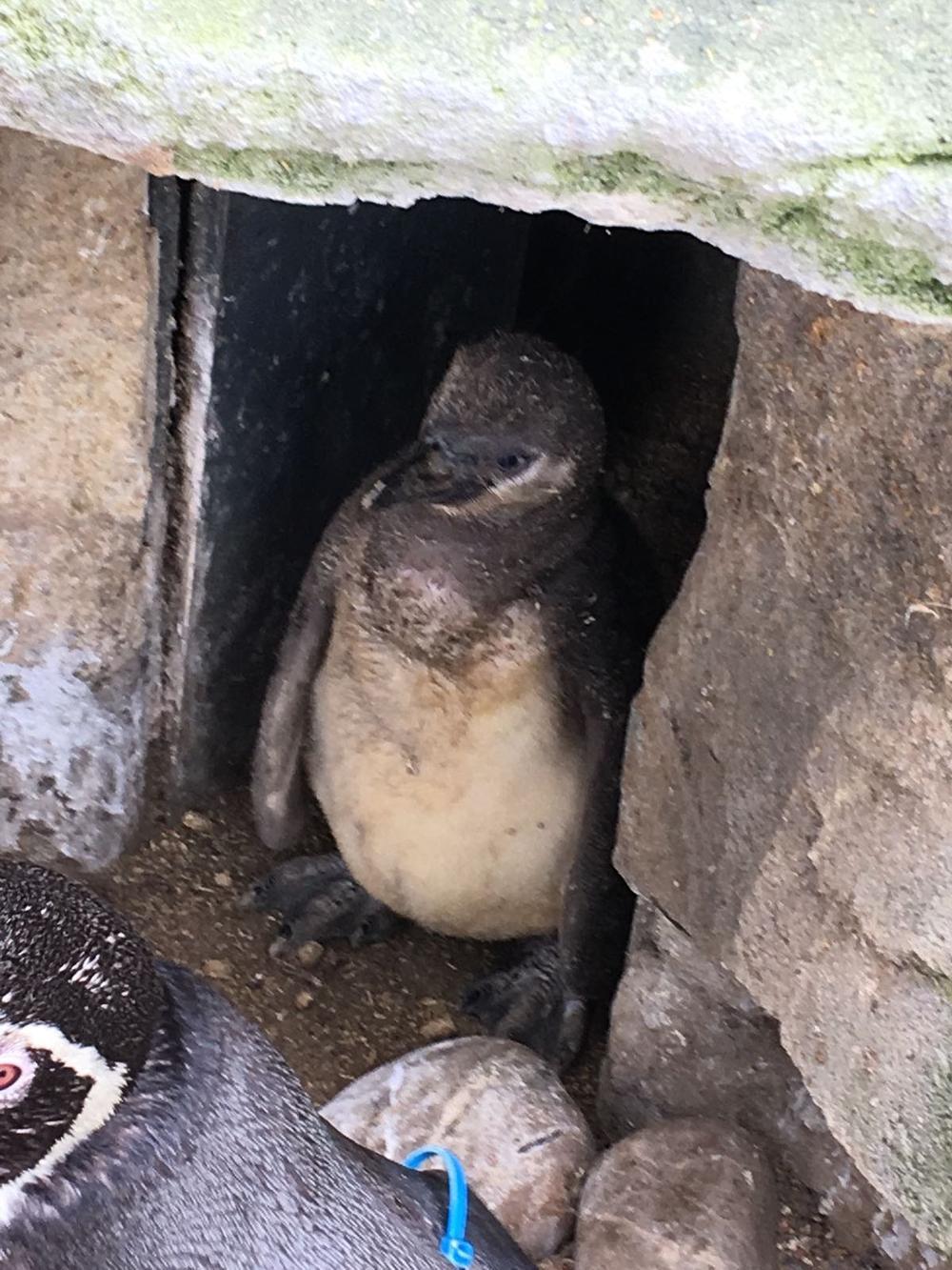 Babypinguïns Sea Life Blankenberge zetten op 'World Penguin Day' eerste stapjes buiten