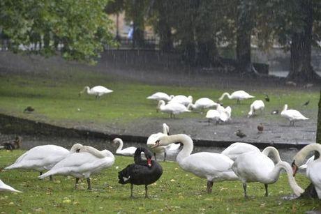 Buurtbewoners hopen dat zwarte zwaan in Brugge mag blijven