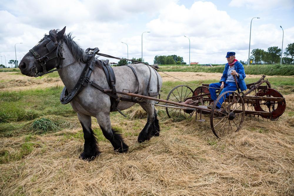 Oude landbouwtechnieken tot leven gewekt in Slijpe tijdens 'Een Dag op het Veld'