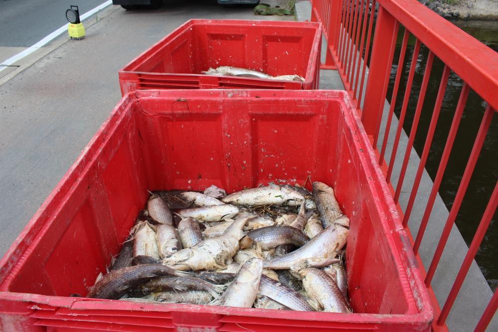 Opnieuw zuurstof in Boudewijnkanaal: zeven ton vis gestorven