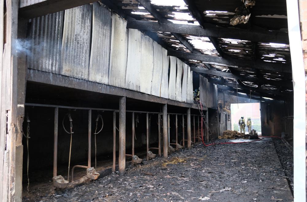 VIDEO Dertigtal runderen gered uit brandende stal in Woumen
