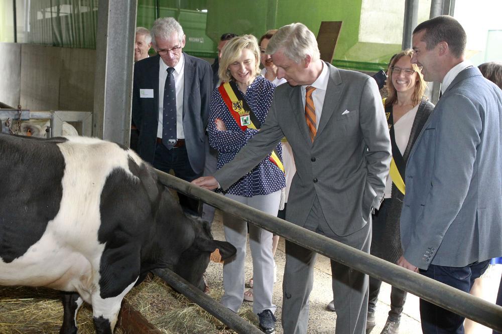 Op de VLTI-schoolhoeve Het Lindenhof kreeg koning Filip varkens en koeien te zien.