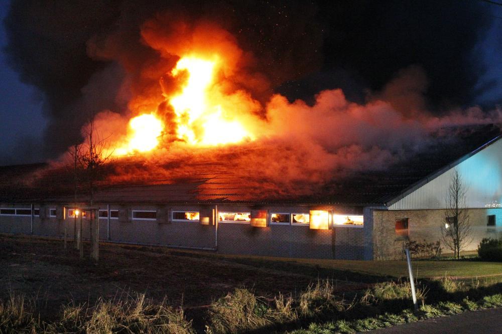 De brand sloeg over op een tweede varkensstal, die ook volledig vernield werd.