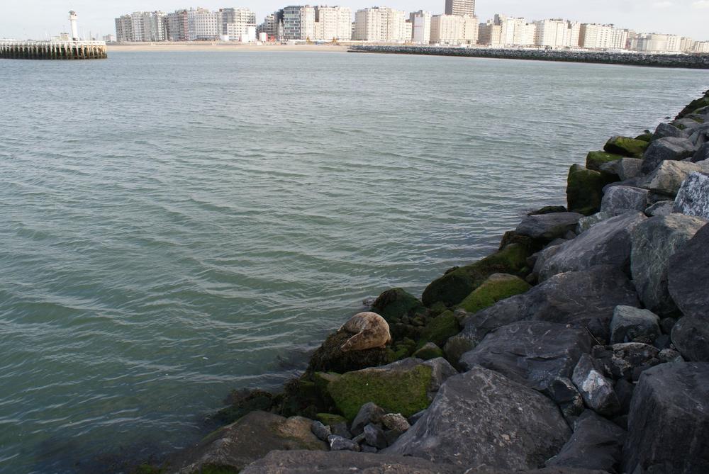 Zeehond gespot op drukke havendam in Oostende