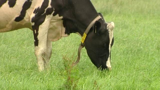 Melkveehouders voeren actie tegen lage melkprijzen