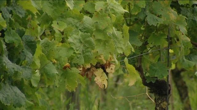 Kwakkelzomer is geen zegen voor West-Vlaamse wijnbouw